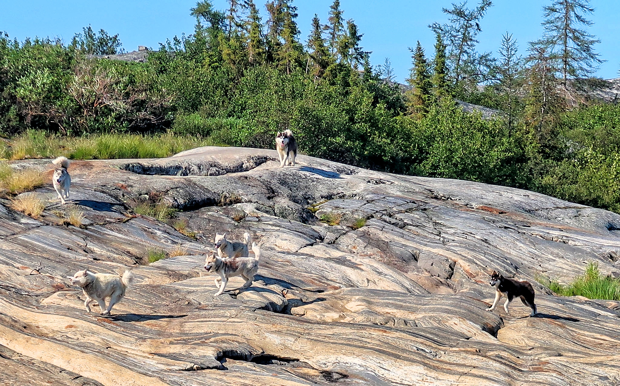 An island on the Koksoak river inhabited by sled dogs