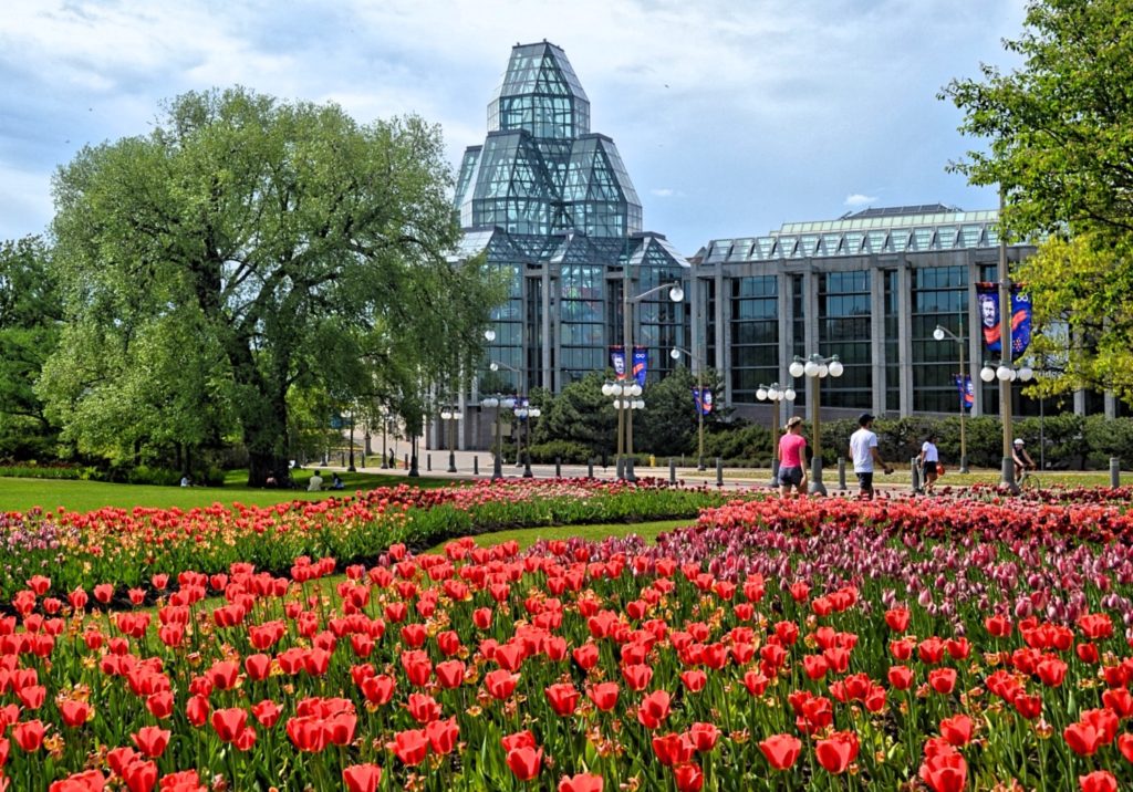 Blooming Beauty Exploring the Tulip Festival History