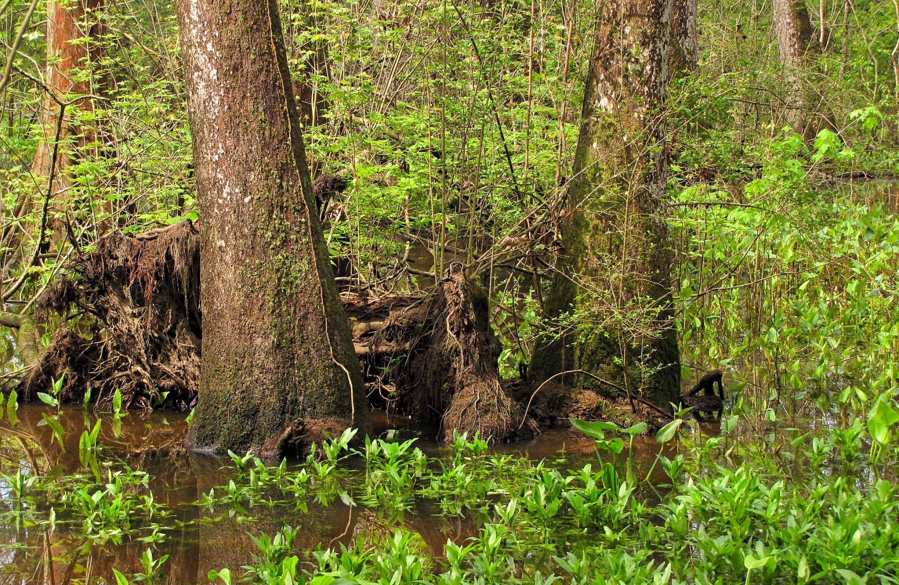 Bluebonnet Swamp Nature Center | TravelBox - Global Trip Activity Planner