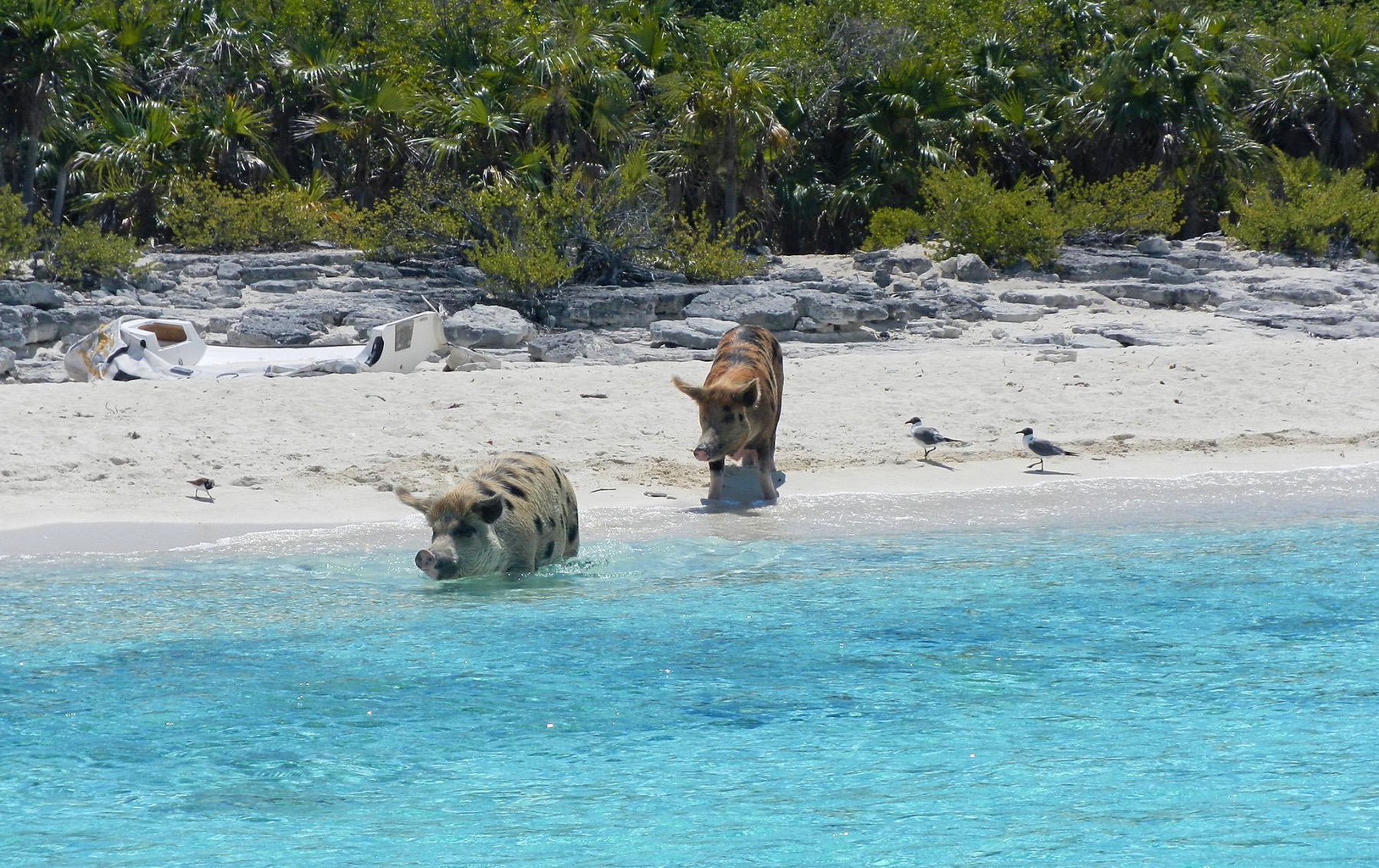 Pig Beach (Big Major Cay) | TravelBox - Global Trip Activity Planner