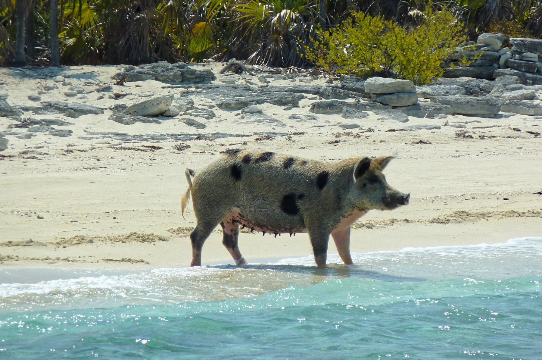 Pig Beach (Big Major Cay) | TravelBox - Global Trip Activity Planner